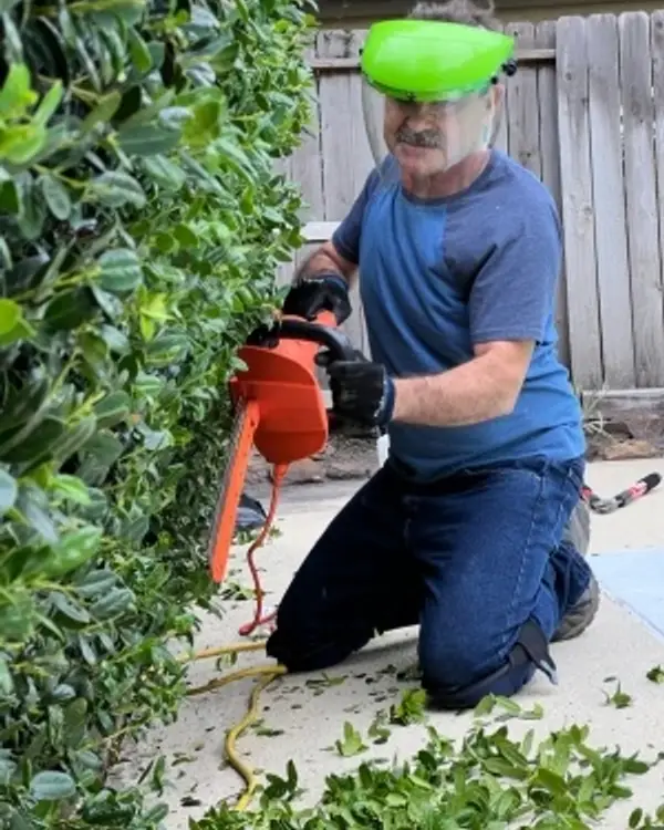 Worker in a face shield trimming a tall hedge along a fence line with a hedge trimmer